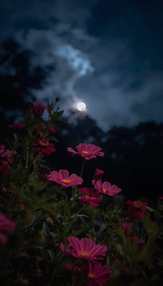Moonlit Flowers
