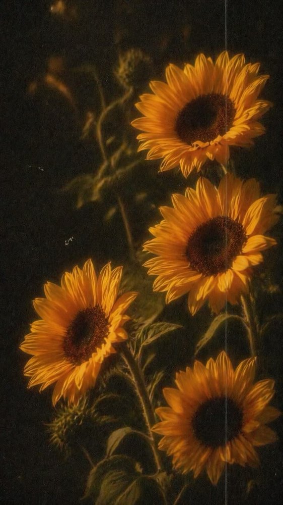 Dark Sunflowers