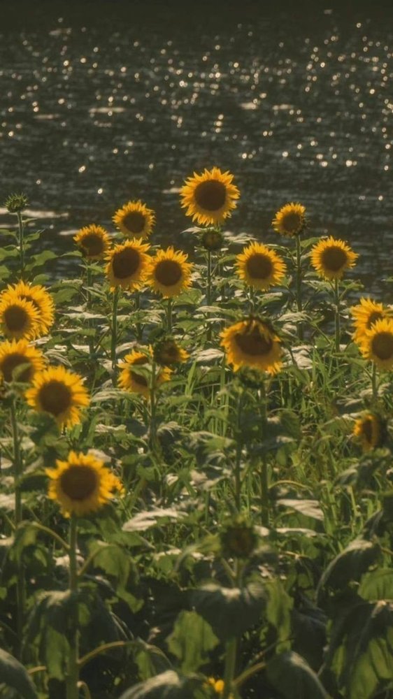 Sunflowers by Water