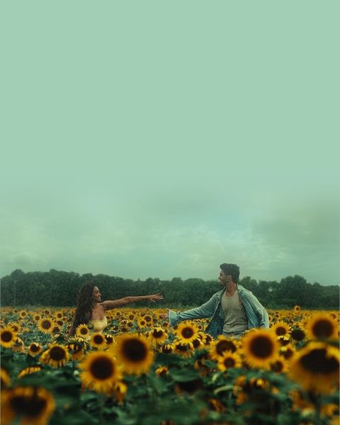 Sunflower Field Serenity