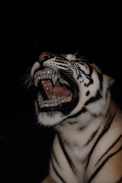 Diamond Tiger Fierce Pose