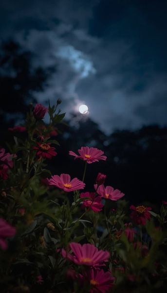 Moonlit Flowers