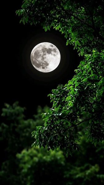 Moon in Greenery