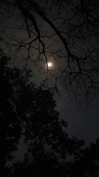 Moon Through Branches