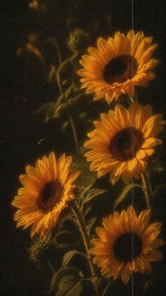 Dark Sunflowers