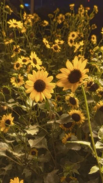 Wild Sunflowers