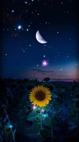 Moonlit Sunflower