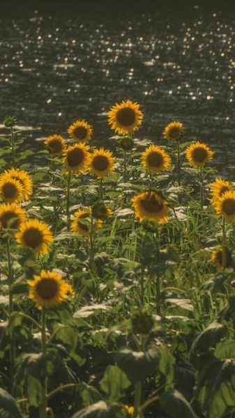 Sunflowers by Water